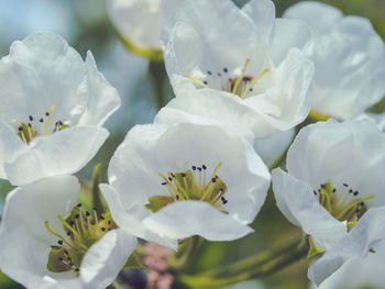 Close-up of white flowering plant