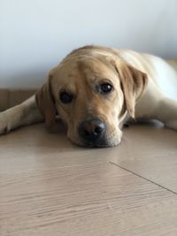 Close-up portrait of dog lying on floor