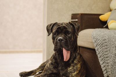 Portrait of dog relaxing at home