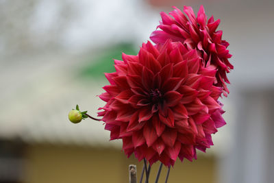 Close-up of red flowers blooming outdoors