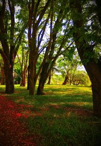 Trees on field