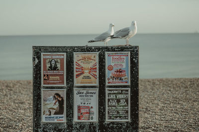 Seagull perching on a beach