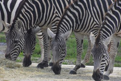 Zebras on a field