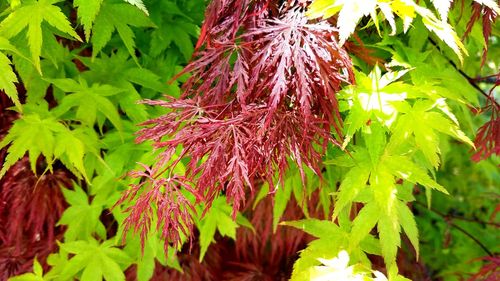 Plant growing on tree