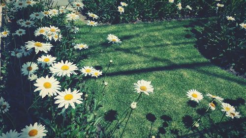 High angle view of white daisy flowers in park