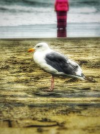 Close-up of bird perching on lake