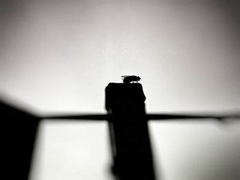 Low angle view of silhouette bird perching on floor