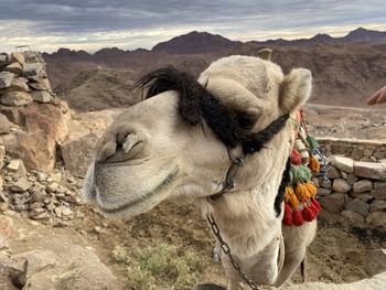 camel