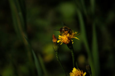 Close-up of honey bee on yellow flower