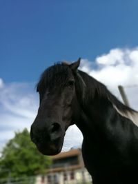 Low angle view of horse