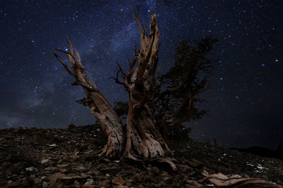 Dead tree on field against sky at night