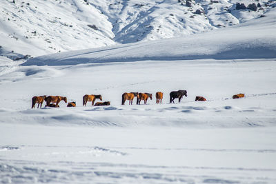 Horses on snow covered landscape