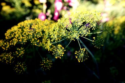 Close-up of flowers against blurred background