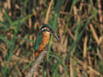 Close-up of bird perching on a branch