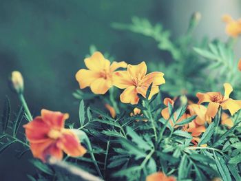 Close-up of flowers blooming outdoors