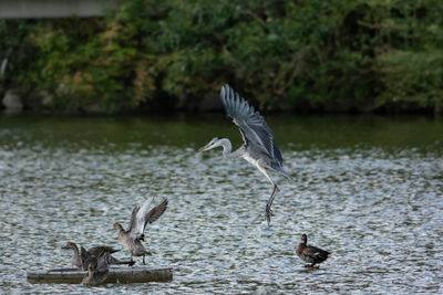 Seagulls flying over lake