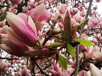 Close-up of pink flowers