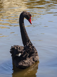 Black swan swimming in lake