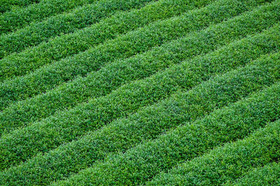 Full frame shot of corn field