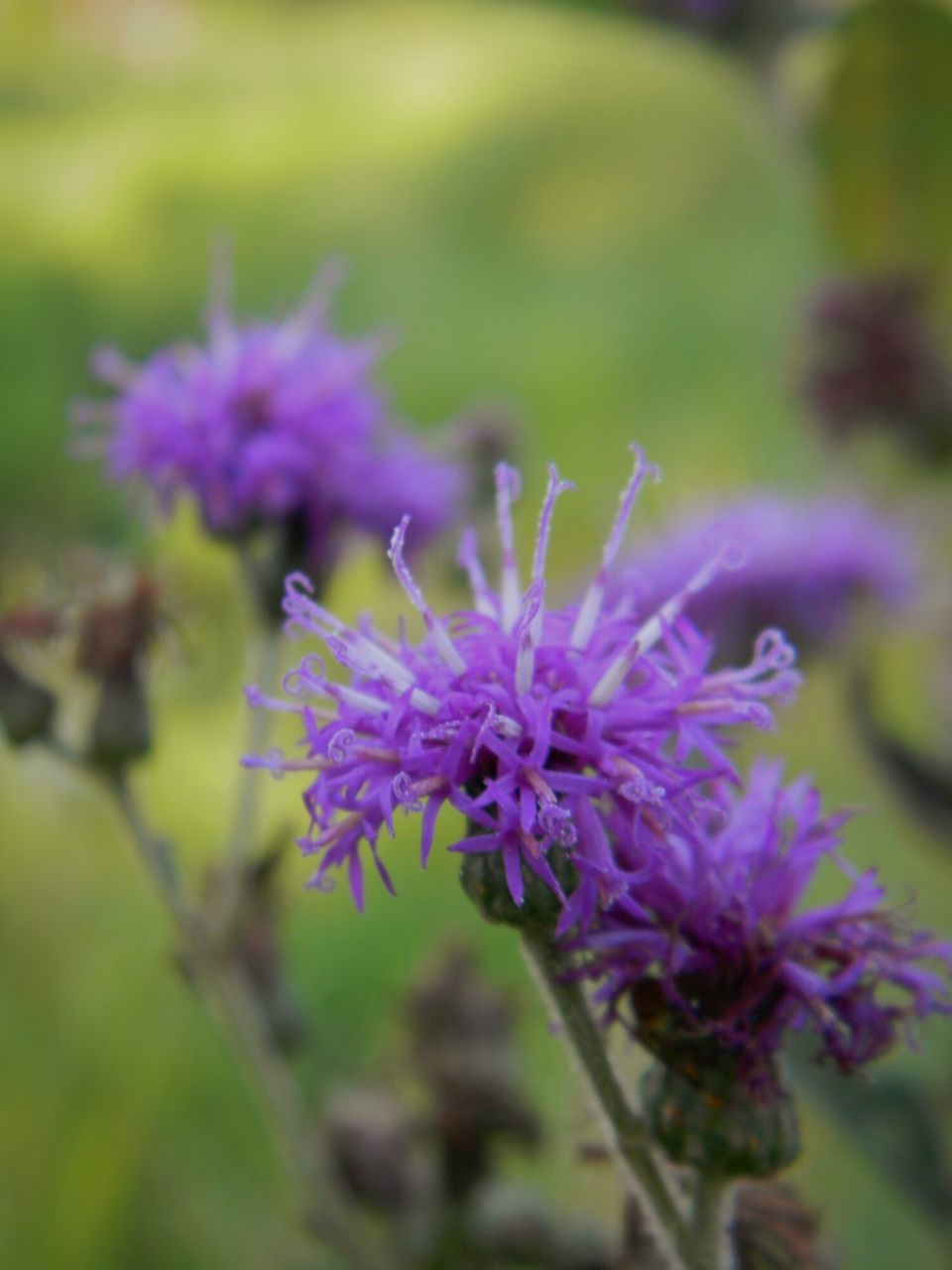 flower, nature, fragility, growth, purple, freshness, beauty in nature, outdoors, plant, no people, close-up, day, flower head