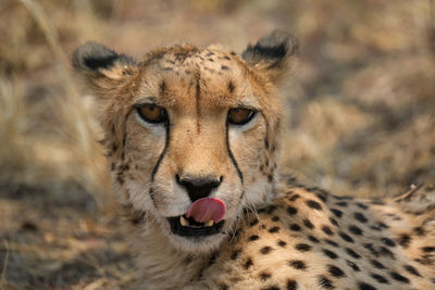 Close-up of cheetah