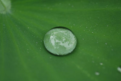 Full frame shot of water drops on green leaf