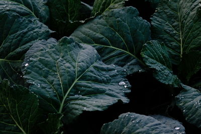 Close-up of wet leaves