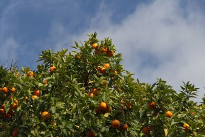 Orange fruits on tree against sky