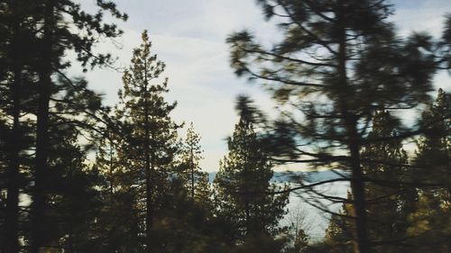 Pine trees in forest against sky