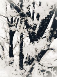 Full frame shot of snow covered plants