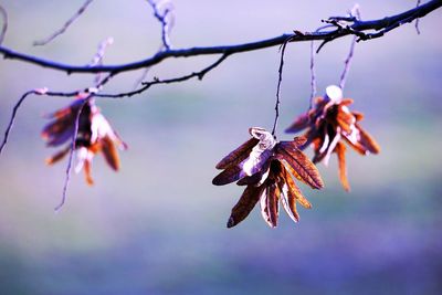 Close-up of flower tree against sky