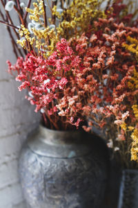 Close up of red flowers