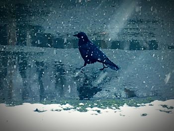 Close-up of bird perching on wet snow