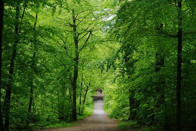 Footpath amidst trees in forest