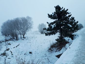 Trees on snow covered field against sky