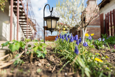 Close-up of flowers against built structure