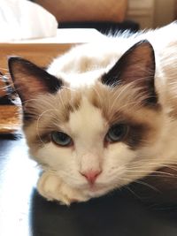 Close-up portrait of a cat