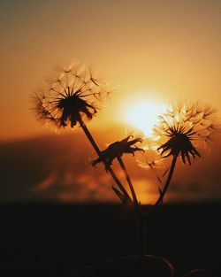 Silhouette plants against sky at sunset