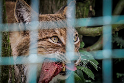 Close-up portrait of a cat in zoo