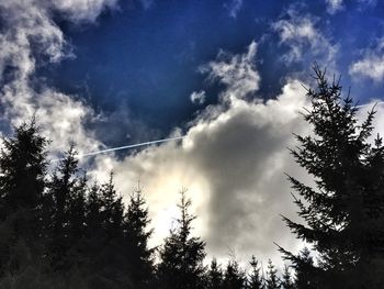 Low angle view of trees against sky