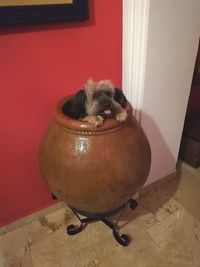 Close-up of a dog on table at home