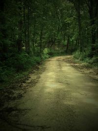 Dirt road amidst trees in forest