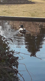 Bird swimming in a lake