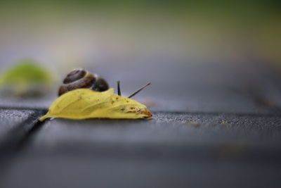 Close-up of insect on leaf