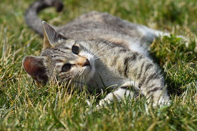 High angle view of a cat on field