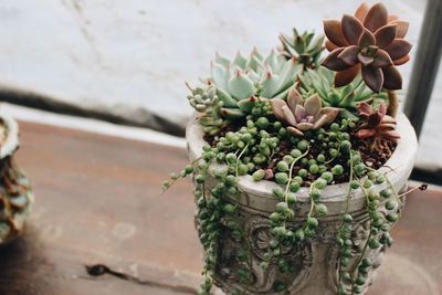 High angle view of potted plant on window sill