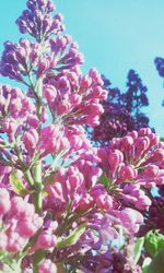 Low angle view of pink flowers