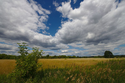 Scenic view of field against sky