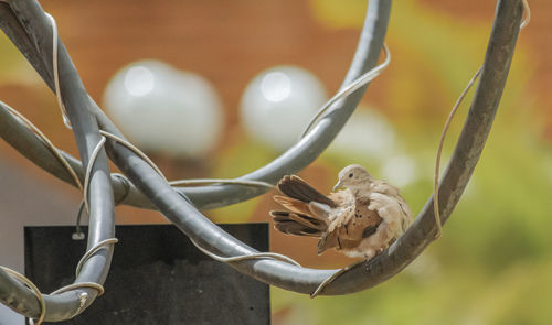 Close-up of bird perching on branch