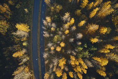 High angle view of yellow flowers on field